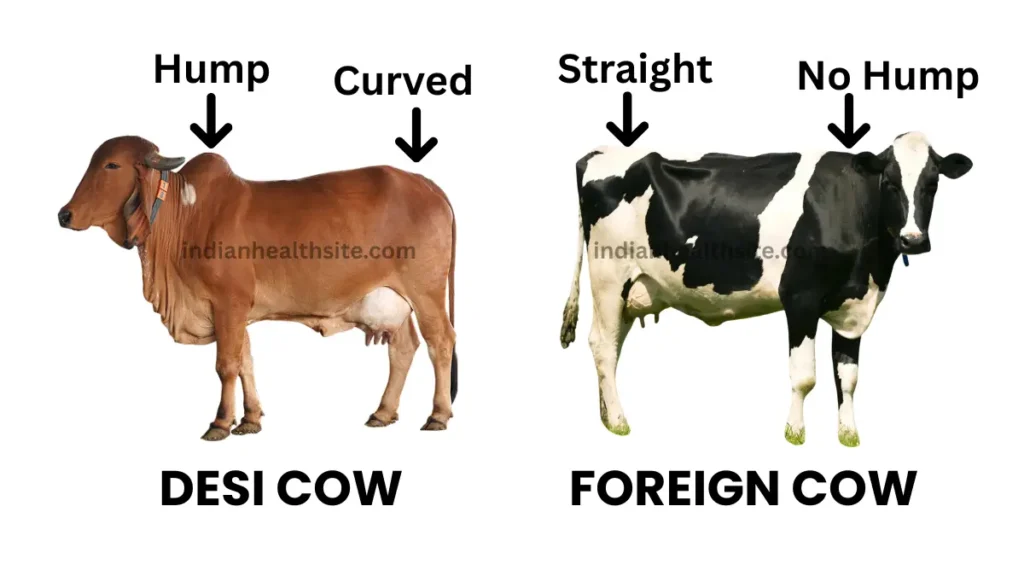 What Is A1 Vs A2 Milk?