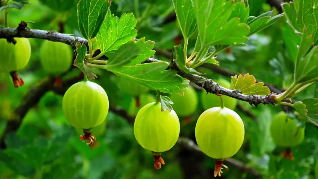 Top 5 Immunity-Boosting Foods to Eat in Monsoon - Amla