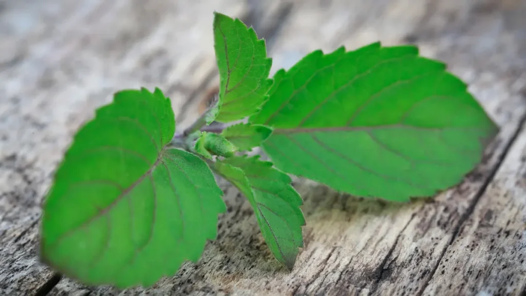 Top 5 Immunity-Boosting Foods to Eat in Monsoon - Tulsi